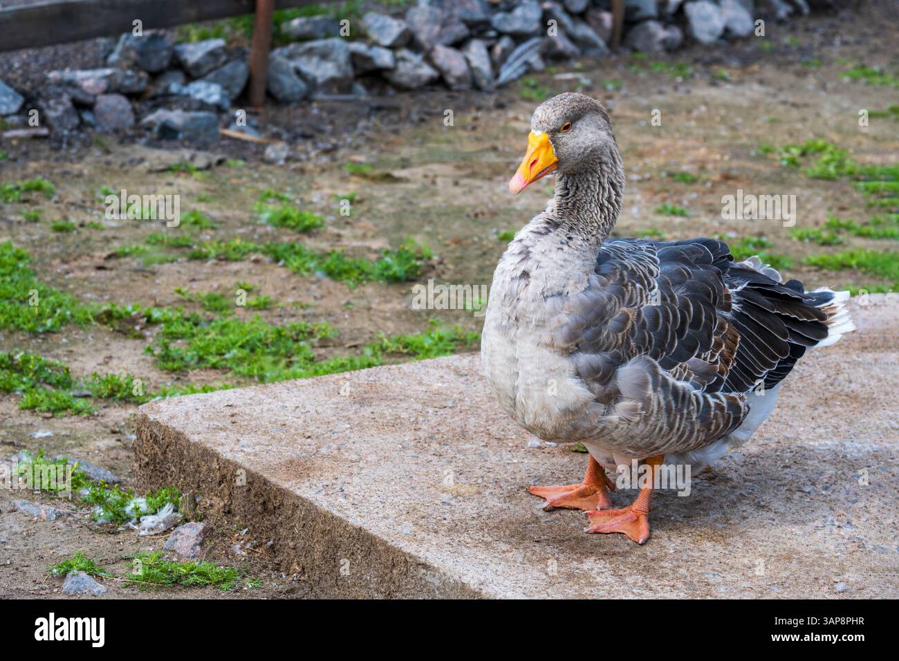 Gans steht ruhig auf einem Bauernpfad und zeigt ihr detailliertes Federmuster und den leuchtenden orangefarbenen Schnabel. Die Einstellung umfasst Grasflecken und Felsen, cre Stockfoto