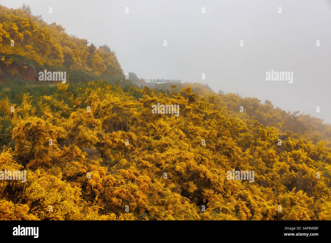 Gegend im zentralen Teil von Madeira, umgeben von blühenden Madeira-Besensträuchern, Portugal Stockfoto