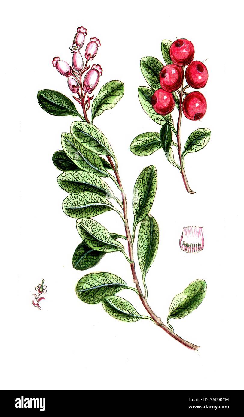 Arbutus uva ursi, Arctostaphylos uva-ursi, gemeine oder immergrüne Bärentraube, digitale Reproduktion eines historischen Modells, zwischen 1790 und 1810, (Botanica Pharmaceutica von Andreas Friedrich Happe) Stockfoto