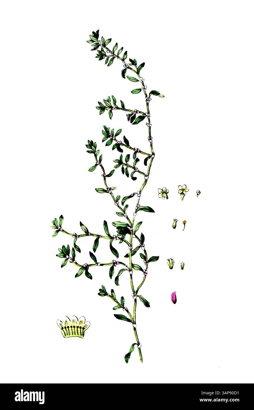 Polygonum aviculare, Knotenweed, digitale Reproduktion eines historischen Modells, zwischen 1790 und 1810, (Botanica Pharmaceutica von Andreas Friedrich Happe) Stockfoto