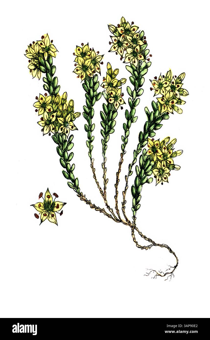 Sedum Acres, Sharp Stonecrop, digitale Reproduktion eines historischen Modells, zwischen 1790 und 1810, (Botanica Pharmaceutica von Andreas Friedrich Happe) Stockfoto