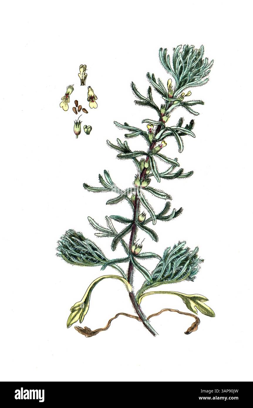 Teucrium chamaedrys, Germander, digitale Reproduktion eines historischen Modells, zwischen 1790 und 1810, (Botanica Pharmaceutica von Andreas Friedrich Happe) Stockfoto