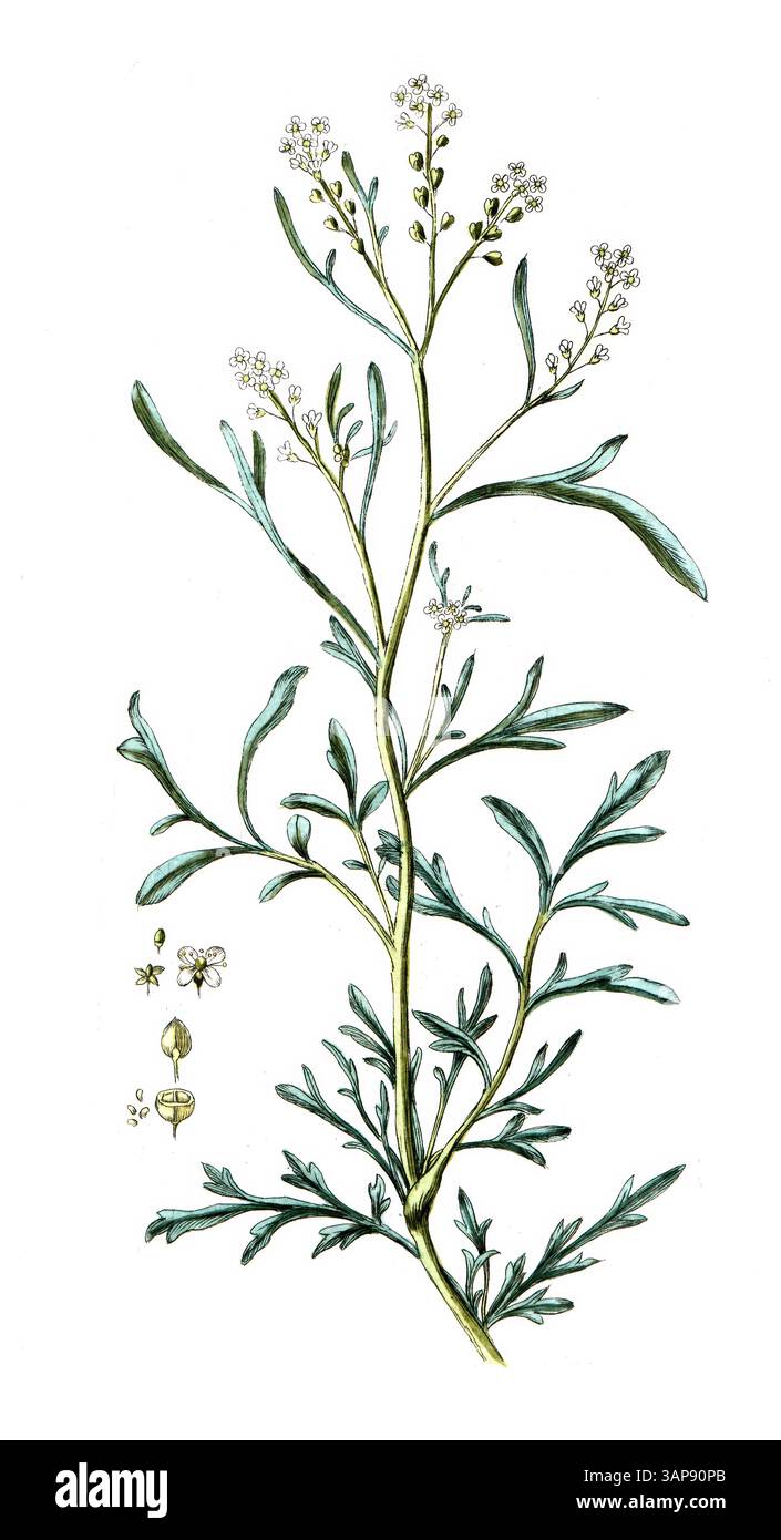 Lepidium sativum, Gartenkresse, digitale Reproduktion eines historischen Modells, zwischen 1790 und 1810, (Botanica Pharmaceutica von Andreas Friedrich Happe) Stockfoto