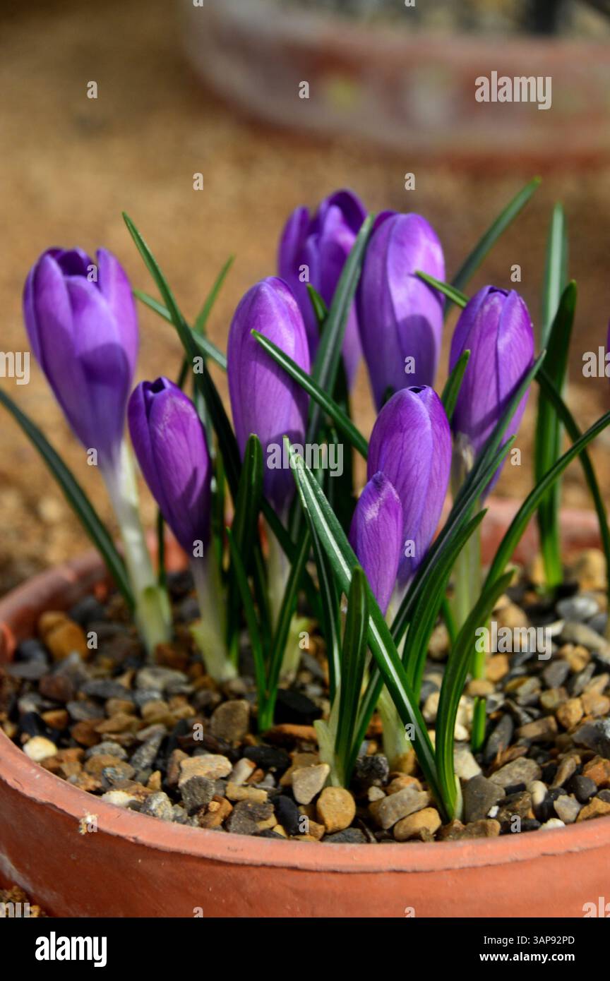 Crocus Vernus „Michaels Purple“ in einem Blumentopf im Alpine House im RHS Garden Harlow Carr, Harrogate, Yorkshire, England, Großbritannien. Stockfoto