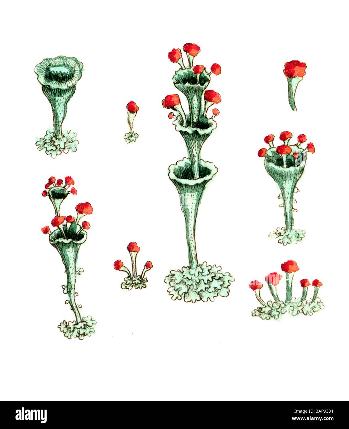 Lichen cocoiferus, digitale Reproduktion eines historischen Modells, zwischen 1790 und 1810 (Botanica Pharmaceutica von Andreas Friedrich Happe) Stockfoto