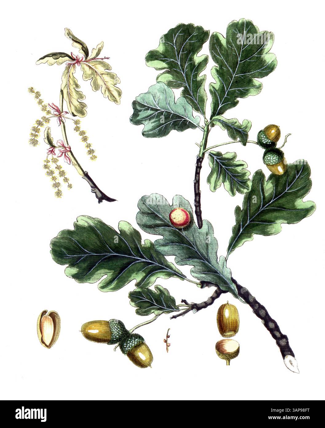 Quercus robur, englische Eiche, gemeine Eiche oder Deutsche Eiche, digitale Reproduktion eines historischen Modells, zwischen 1790 und 1810, (Botanica Pharmaceutica von Andreas Friedrich Happe) Stockfoto