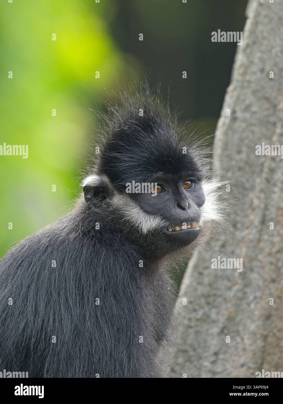 Francois' Sprache, auch bekannt als Francois' Leaf Affe, der Tonkin Leaf Affe oder die weiße seitlich verbrannte schwarze Sprache Stockfoto
