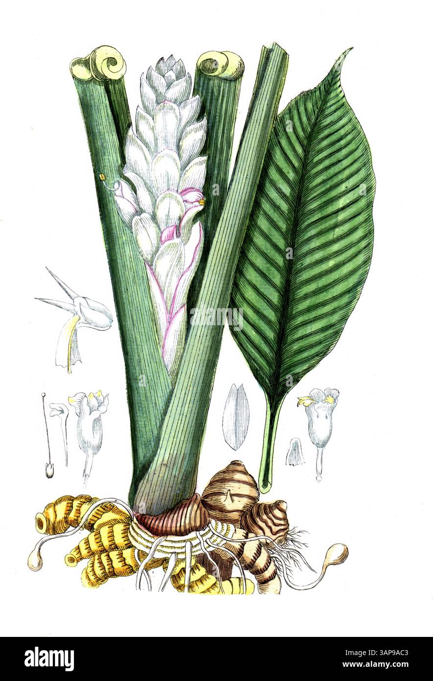 Curcuma longa, Kurkuma, digitale Reproduktion eines historischen Modells, zwischen 1790 und 1810, (Botanica Pharmaceutica von Andreas Friedrich Happe) Stockfoto
