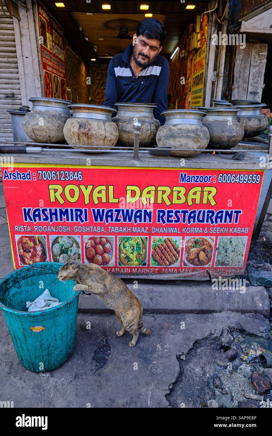 Indien, Delhi, Alt-Delhi, Katze, die in der Altstadt essen will Stockfoto