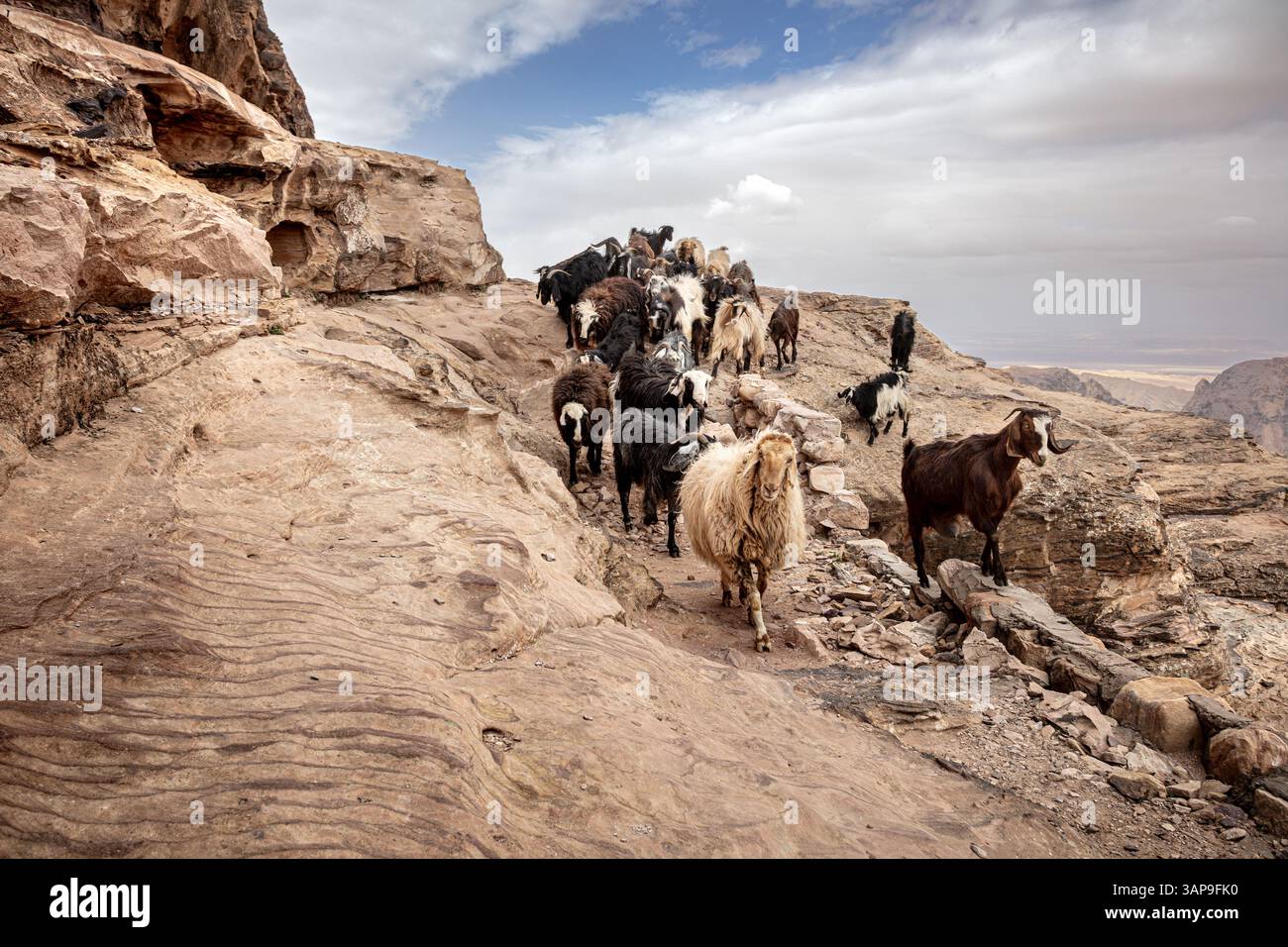 Ziegenherde, die auf felsigen Bergpfaden in petra, jordanien, spazieren Stockfoto