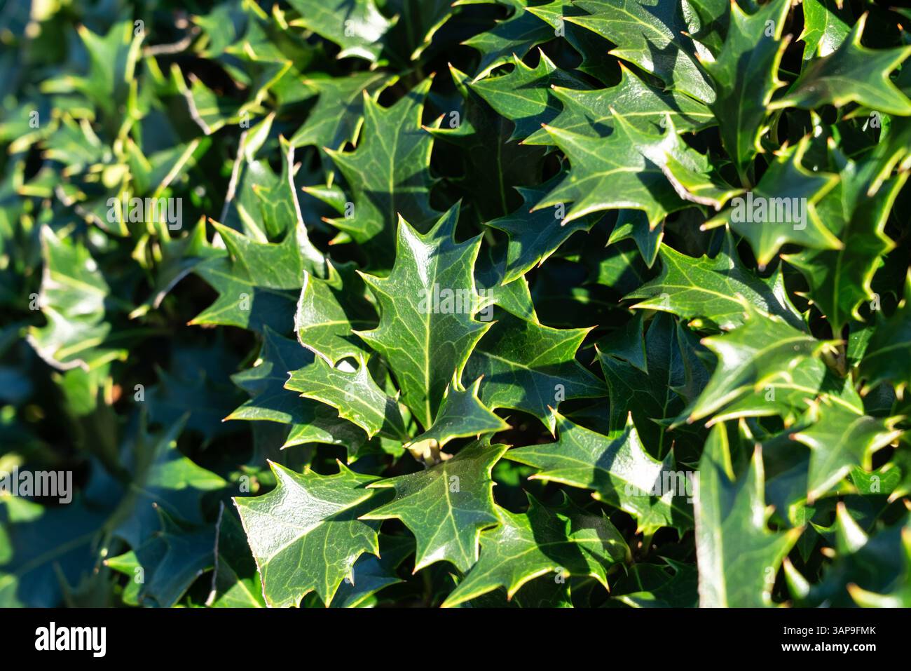 Glänzende, stechpalmen-ähnliche Blätter von Osmanthus heterophyllus, die sich in warmem, natürlichem Sonnenlicht sonnen. Stockfoto