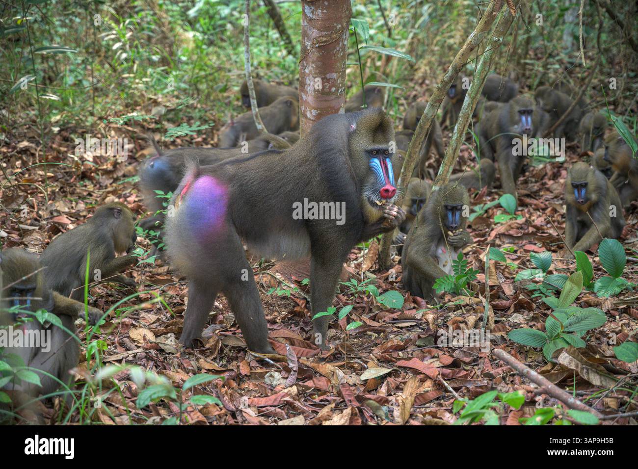 Eine Gruppe von Mandrillen, die im Lekedi-Reservat nach Nahrung graben. Stockfoto