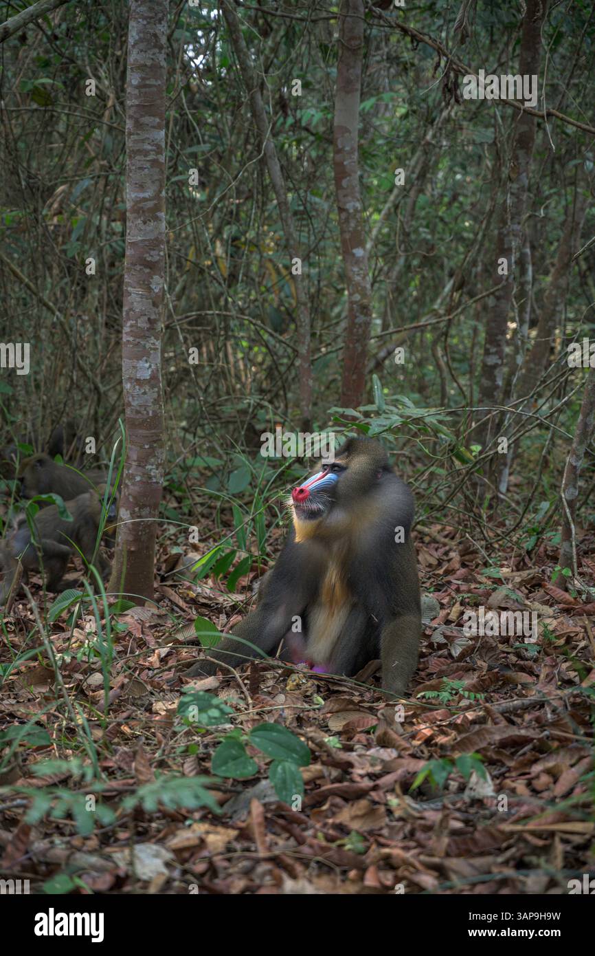 Porträt eines dominanten erwachsenen männlichen Mandrills im Lekedi-Reservat. Stockfoto
