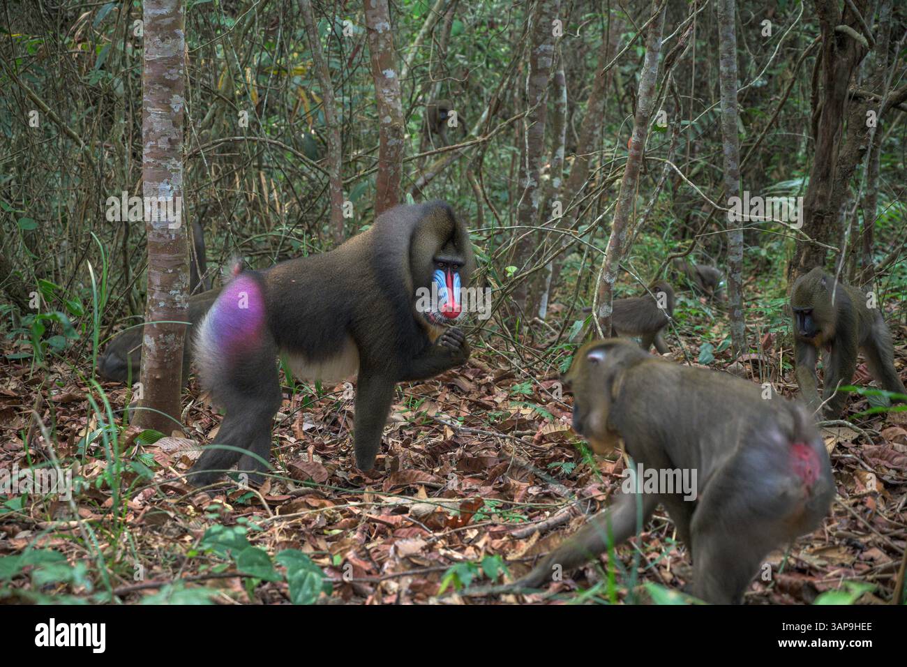 Eine Gruppe von Mandrillen, die im Lekedi-Reservat nach Nahrung graben. Stockfoto