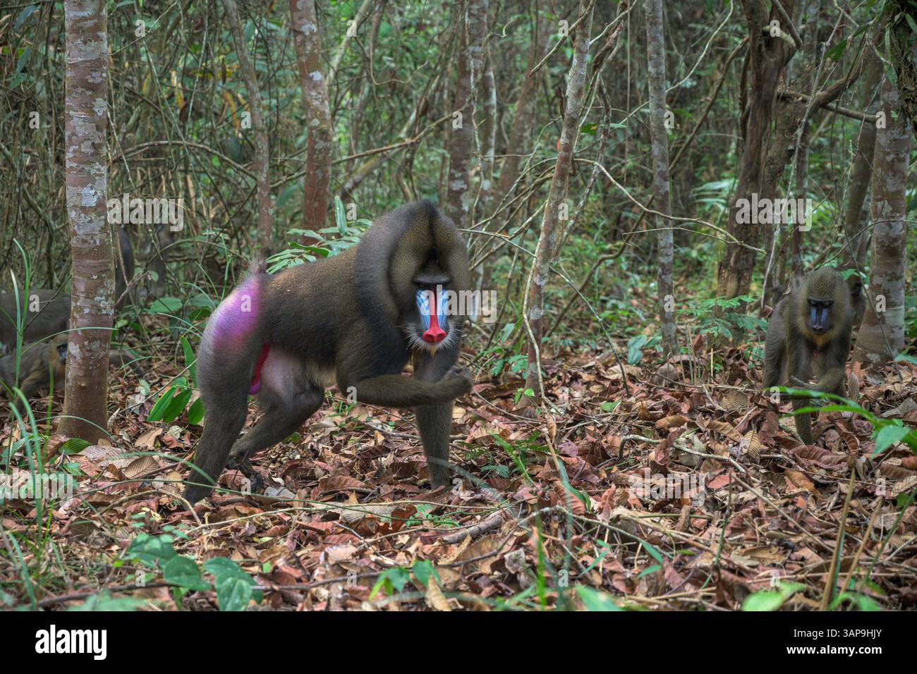 Eine Gruppe von Mandrillen, die im Lekedi-Reservat nach Nahrung graben. Stockfoto