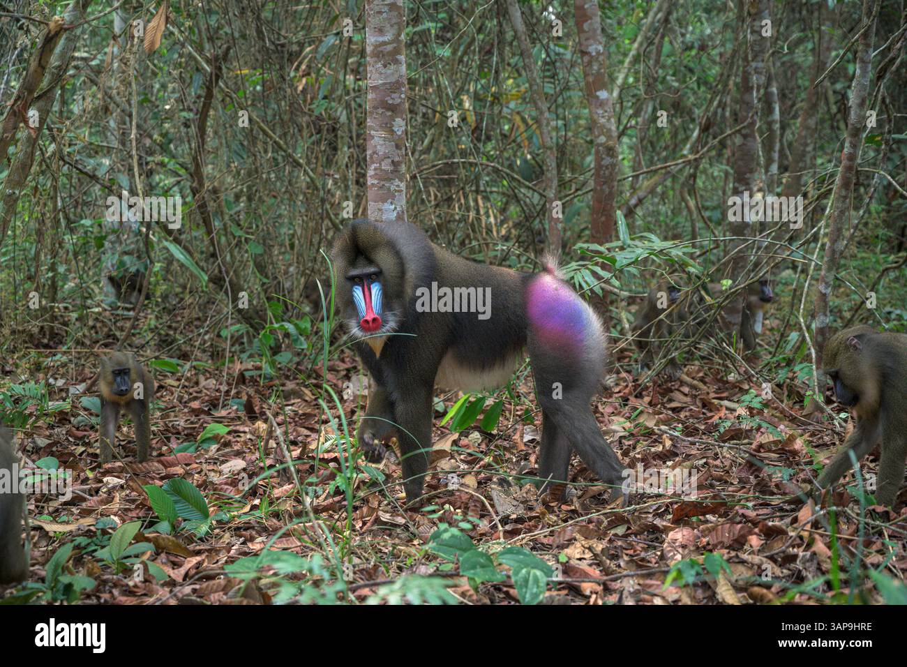 Eine Gruppe von Mandrillen, die im Lekedi-Reservat nach Nahrung graben. Stockfoto