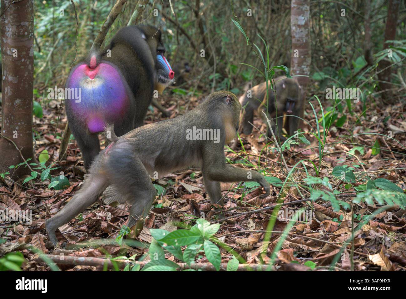 Eine Gruppe von Mandrillen, die im Lekedi-Reservat nach Nahrung graben. Stockfoto