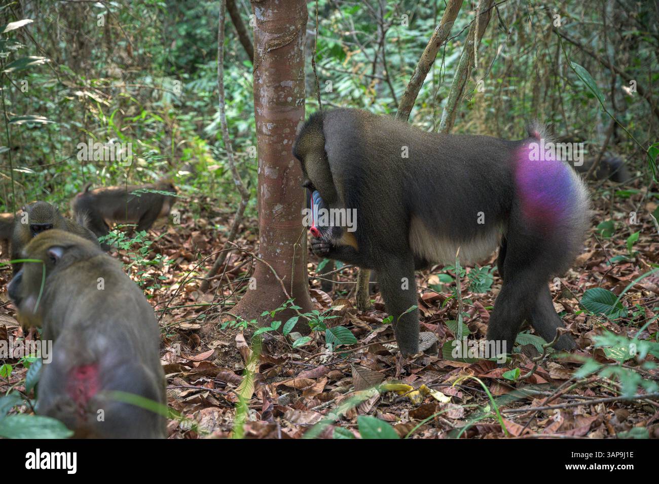 Eine Gruppe von Mandrillen, die im Lekedi-Reservat nach Nahrung graben. Stockfoto