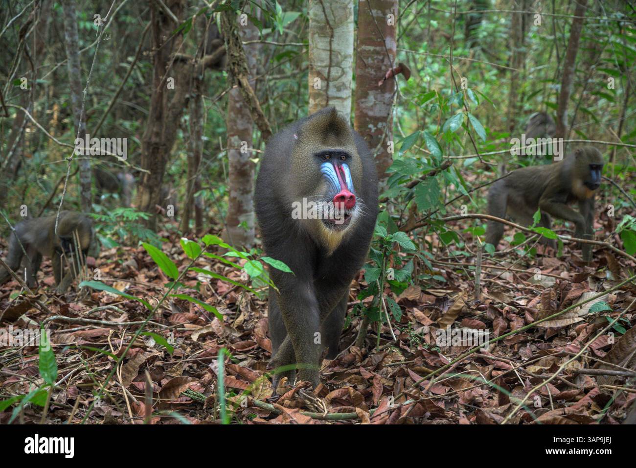 Eine Gruppe von Mandrillen, die im Lekedi-Reservat nach Nahrung graben. Stockfoto