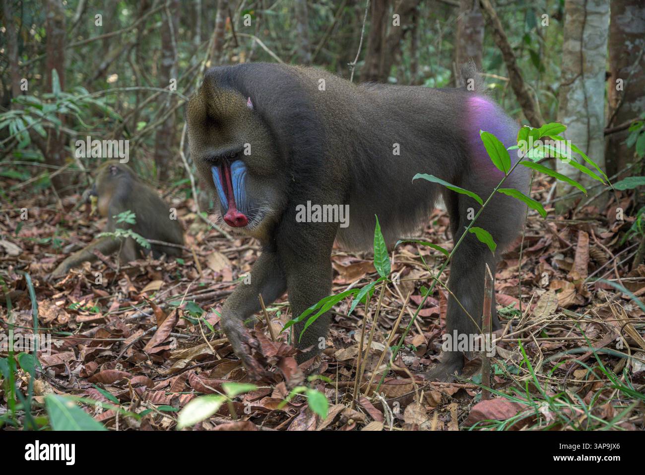 Eine Gruppe von Mandrillen, die im Lekedi-Reservat nach Nahrung graben. Stockfoto
