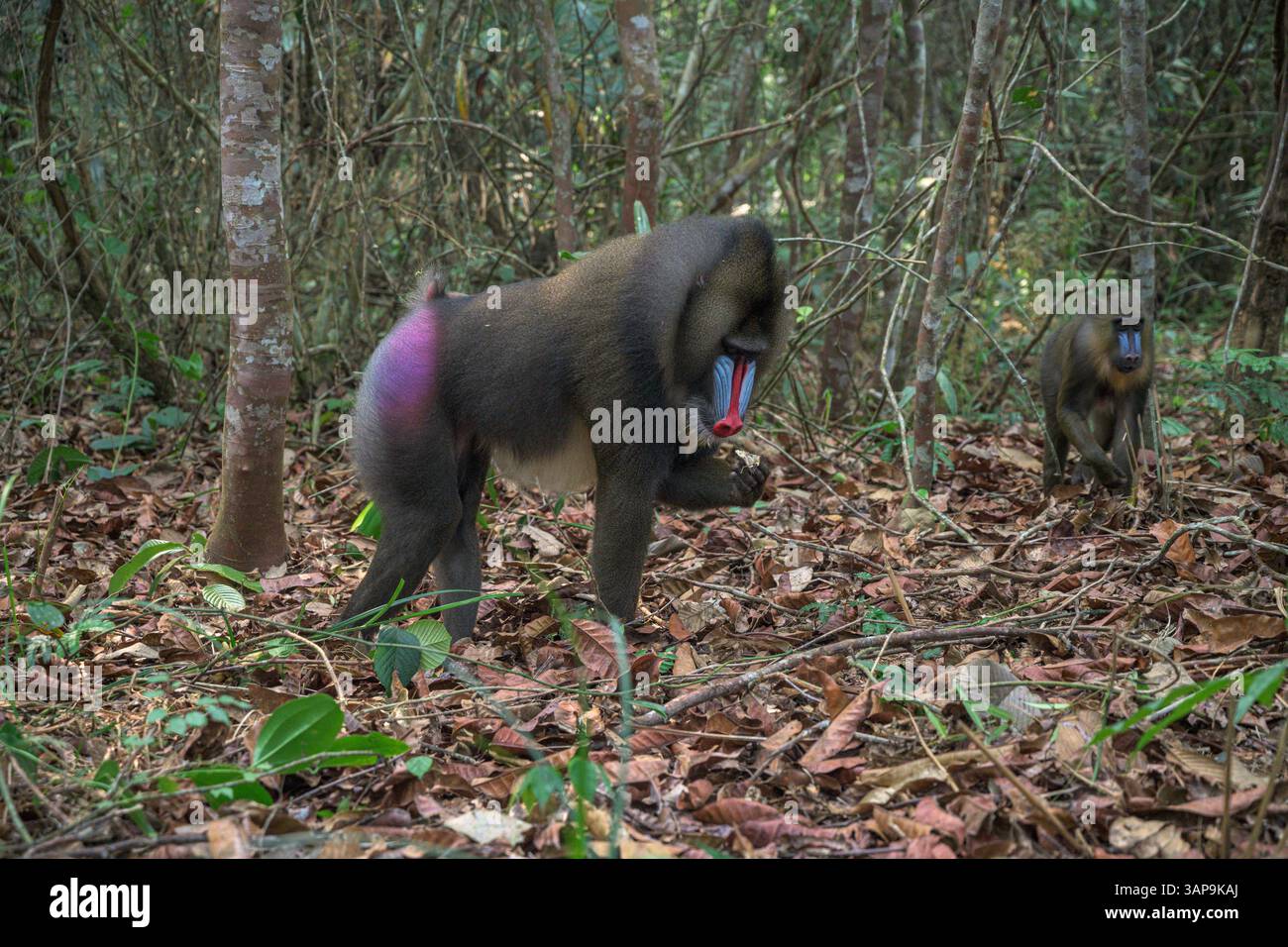 Eine Gruppe von Mandrillen, die im Lekedi-Reservat nach Nahrung graben. Stockfoto