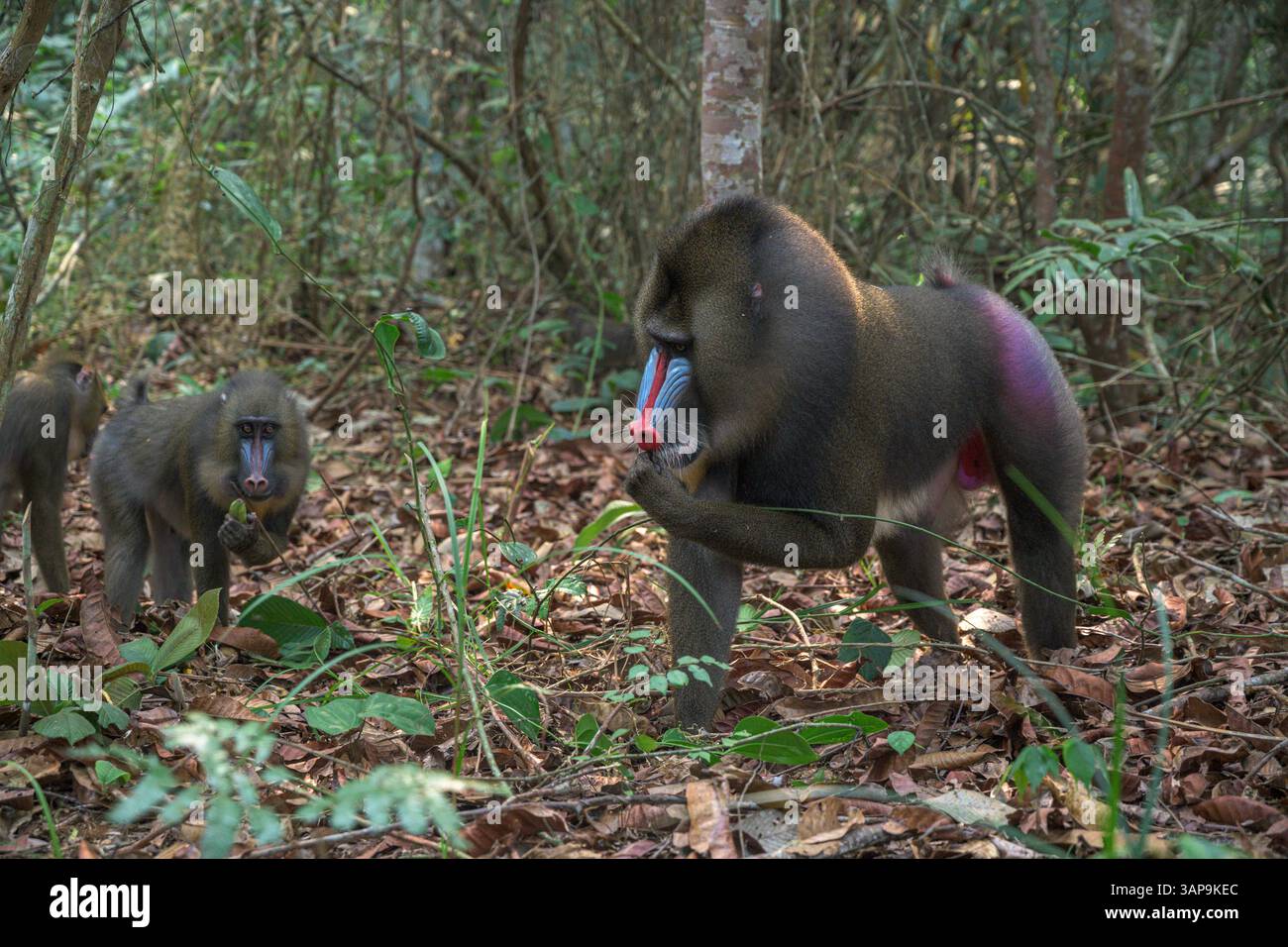 Eine Gruppe von Mandrillen, die im Lekedi-Reservat nach Nahrung graben. Stockfoto