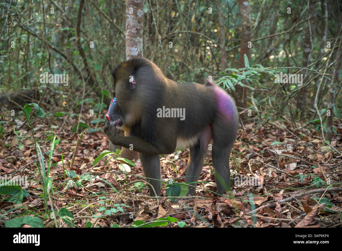 Dominanter männlicher Mandrill, der den Boden für Nahrung im Lekedi-Reservat gräbt. Stockfoto