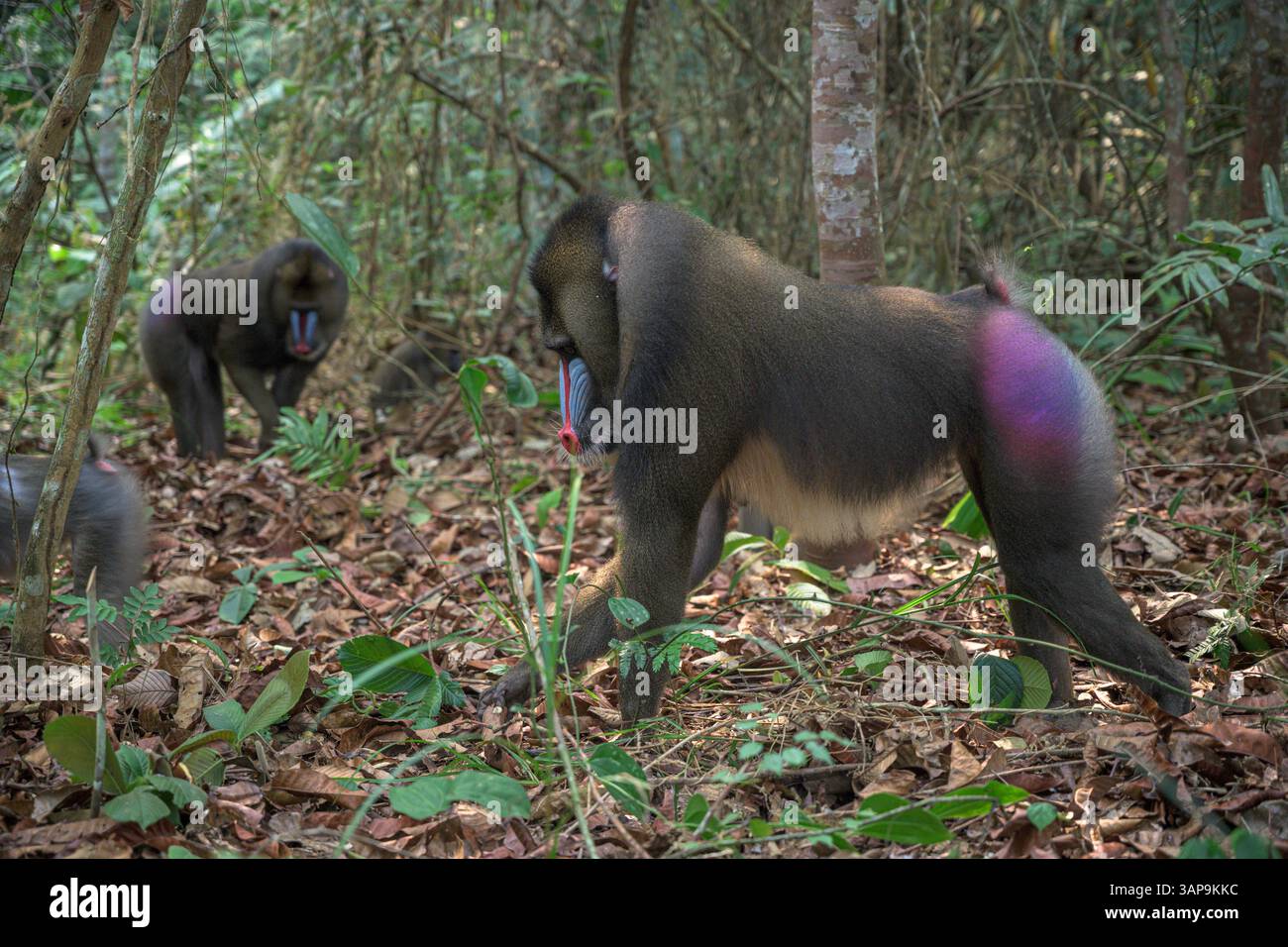 Eine Gruppe von Mandrillen, die im Lekedi-Reservat nach Nahrung graben. Stockfoto