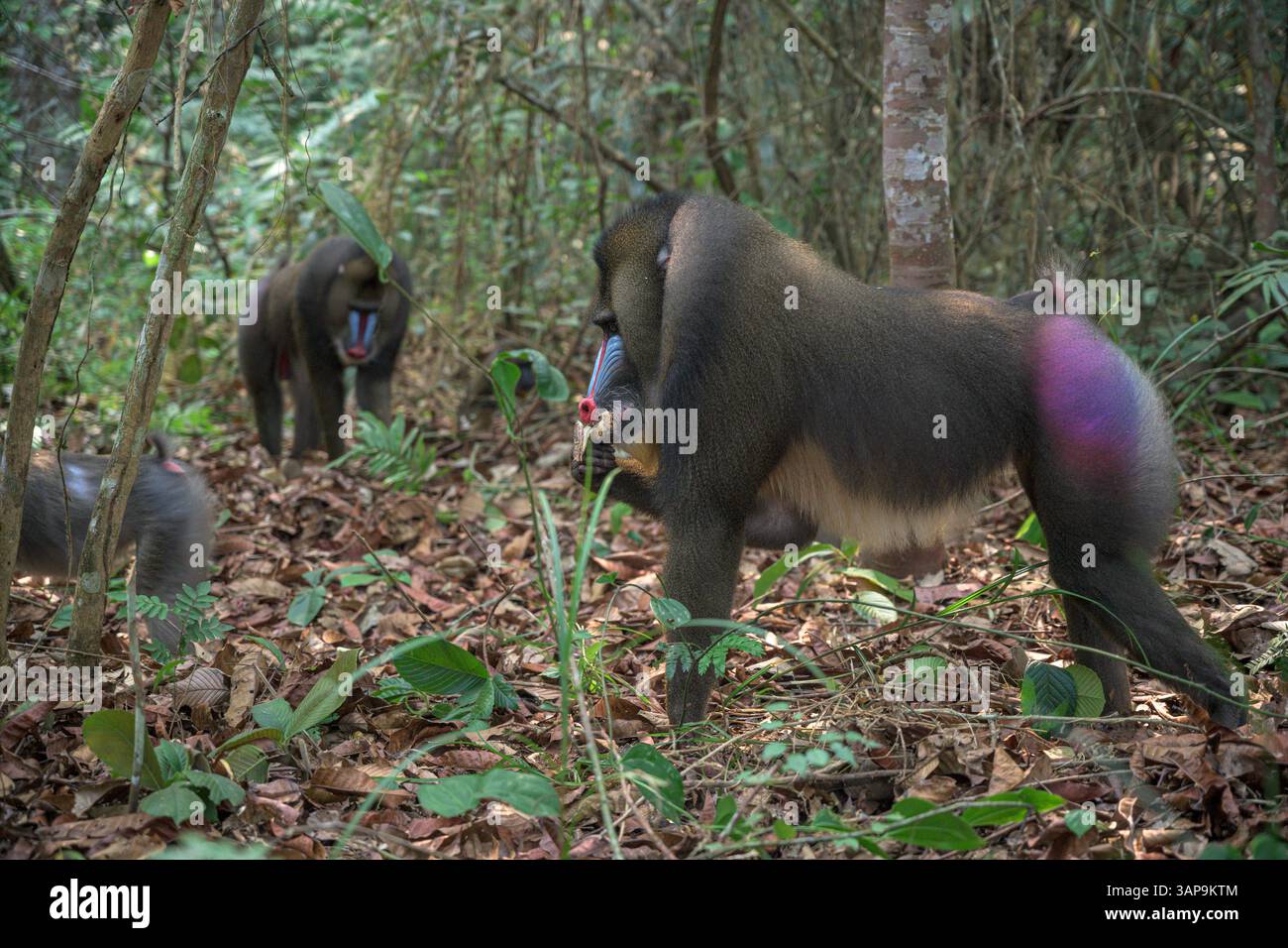 Eine Gruppe von Mandrillen, die im Lekedi-Reservat nach Nahrung graben. Stockfoto