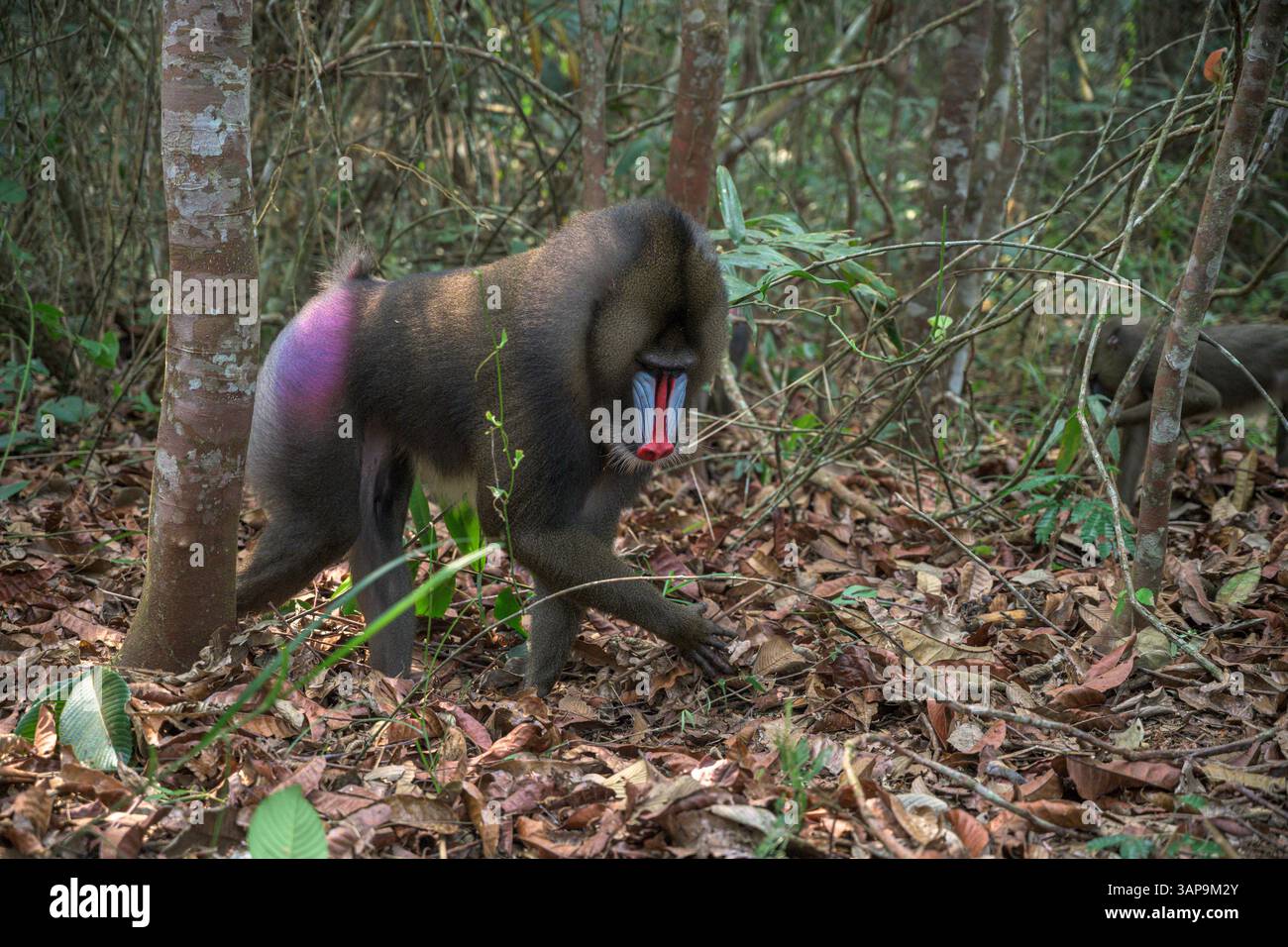 Dominanter männlicher Mandrill, der den Boden für Nahrung im Lekedi-Reservat gräbt. Stockfoto