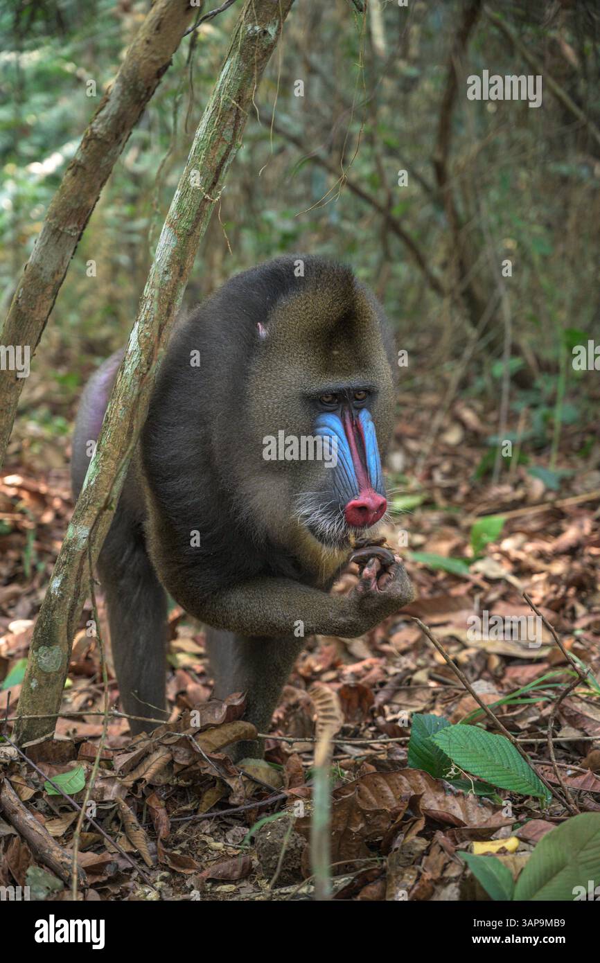 Dominanter männlicher Mandrill, der den Boden für Nahrung im Lekedi-Reservat gräbt. Stockfoto