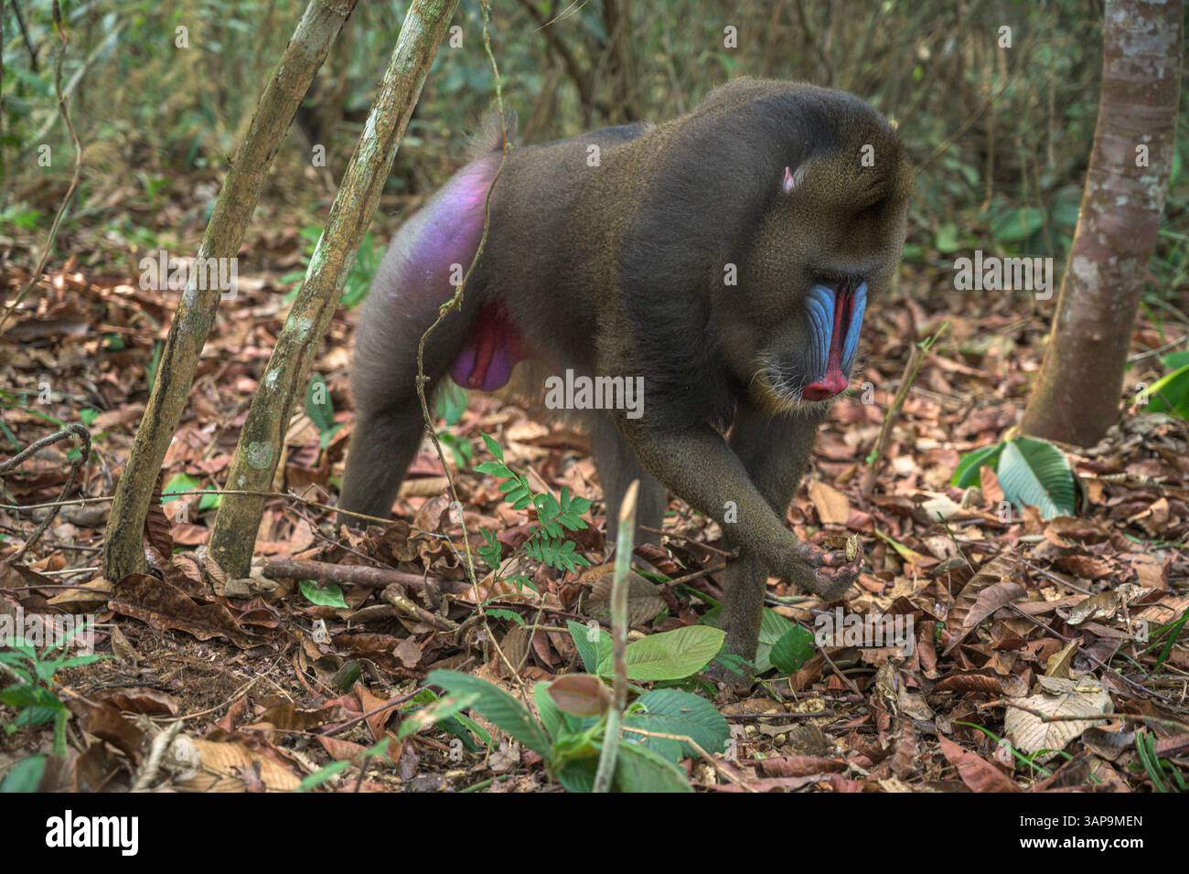 Dominanter männlicher Mandrill, der den Boden für Nahrung im Lekedi-Reservat gräbt. Stockfoto