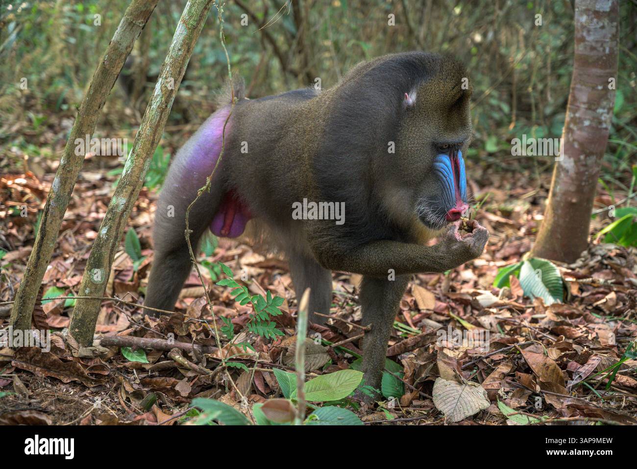 Dominanter männlicher Mandrill, der den Boden für Nahrung im Lekedi-Reservat gräbt. Stockfoto