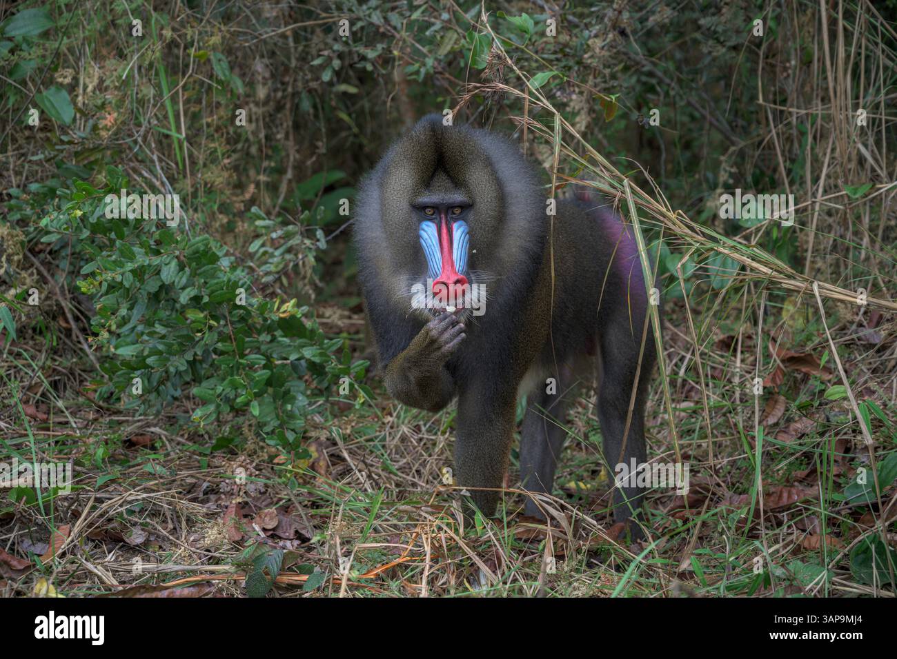Dominanter männlicher Mandrill, der den Boden für Nahrung im Lekedi-Reservat gräbt. Stockfoto
