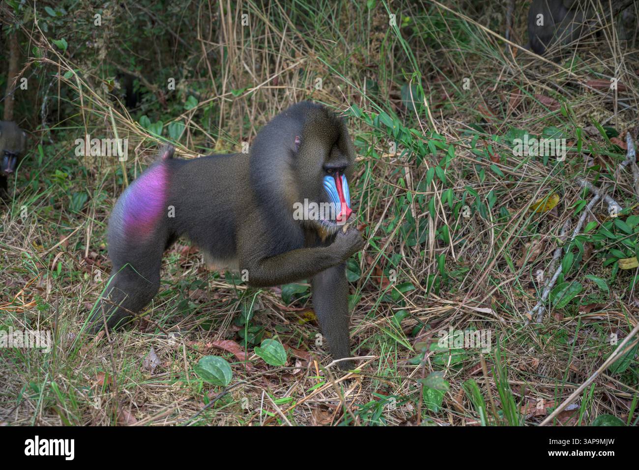Dominanter männlicher Mandrill, der den Boden für Nahrung im Lekedi-Reservat gräbt. Stockfoto