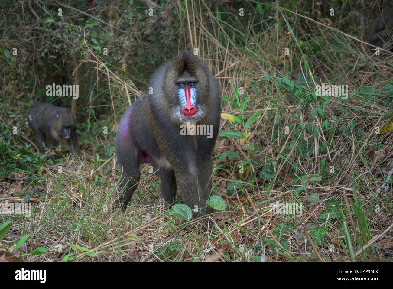 Porträt eines dominanten erwachsenen männlichen Mandrills im Lekedi-Reservat. Stockfoto