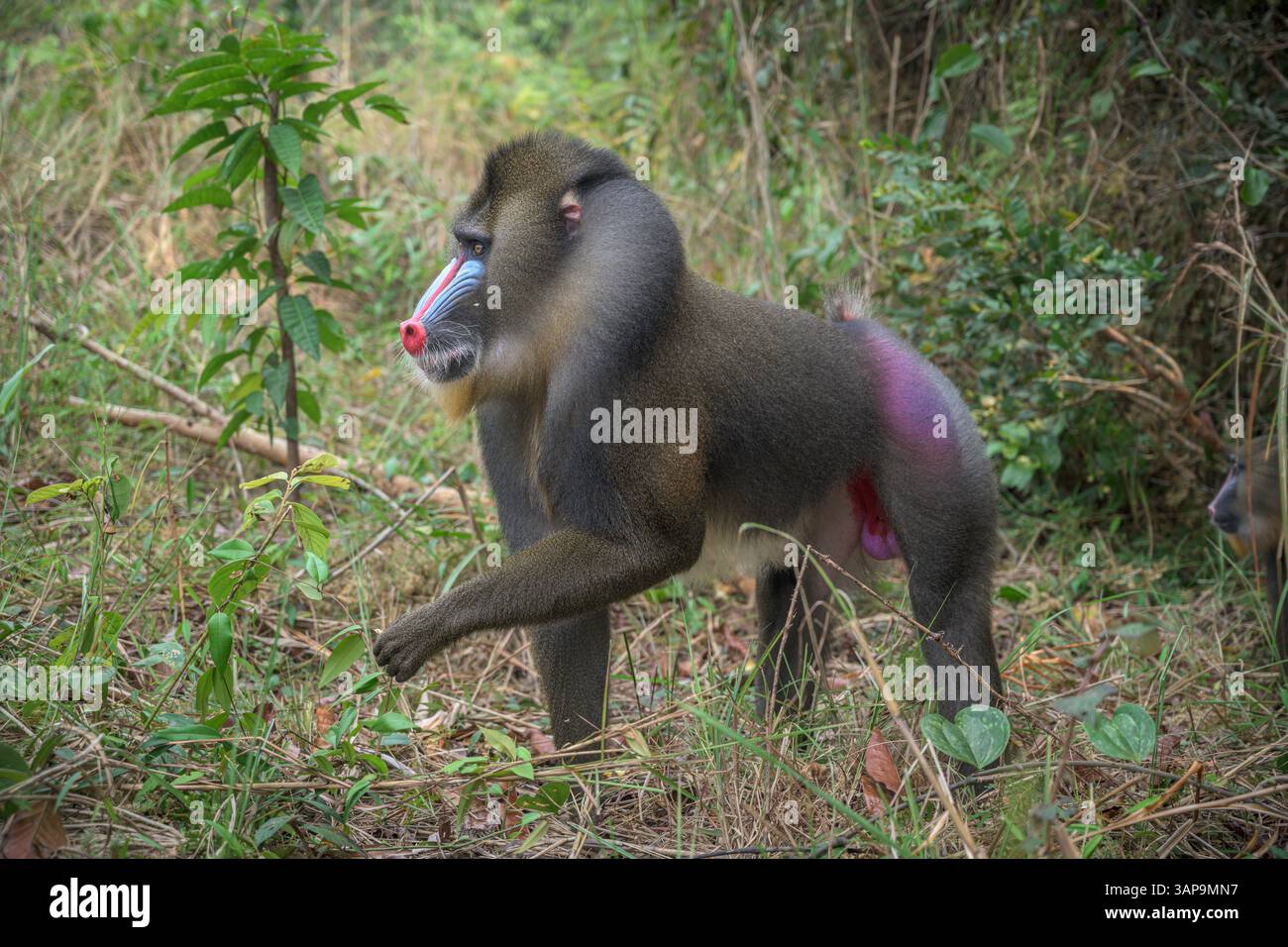 Dominanter männlicher Mandrill, der den Boden für Nahrung im Lekedi-Reservat gräbt. Stockfoto