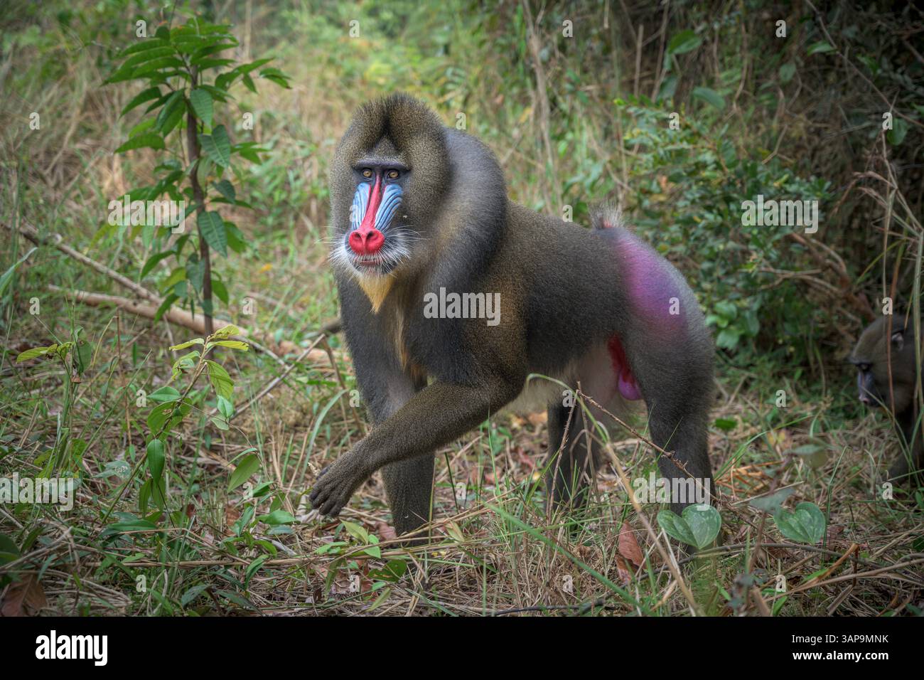 Porträt eines dominanten erwachsenen männlichen Mandrills im Lekedi-Reservat. Stockfoto