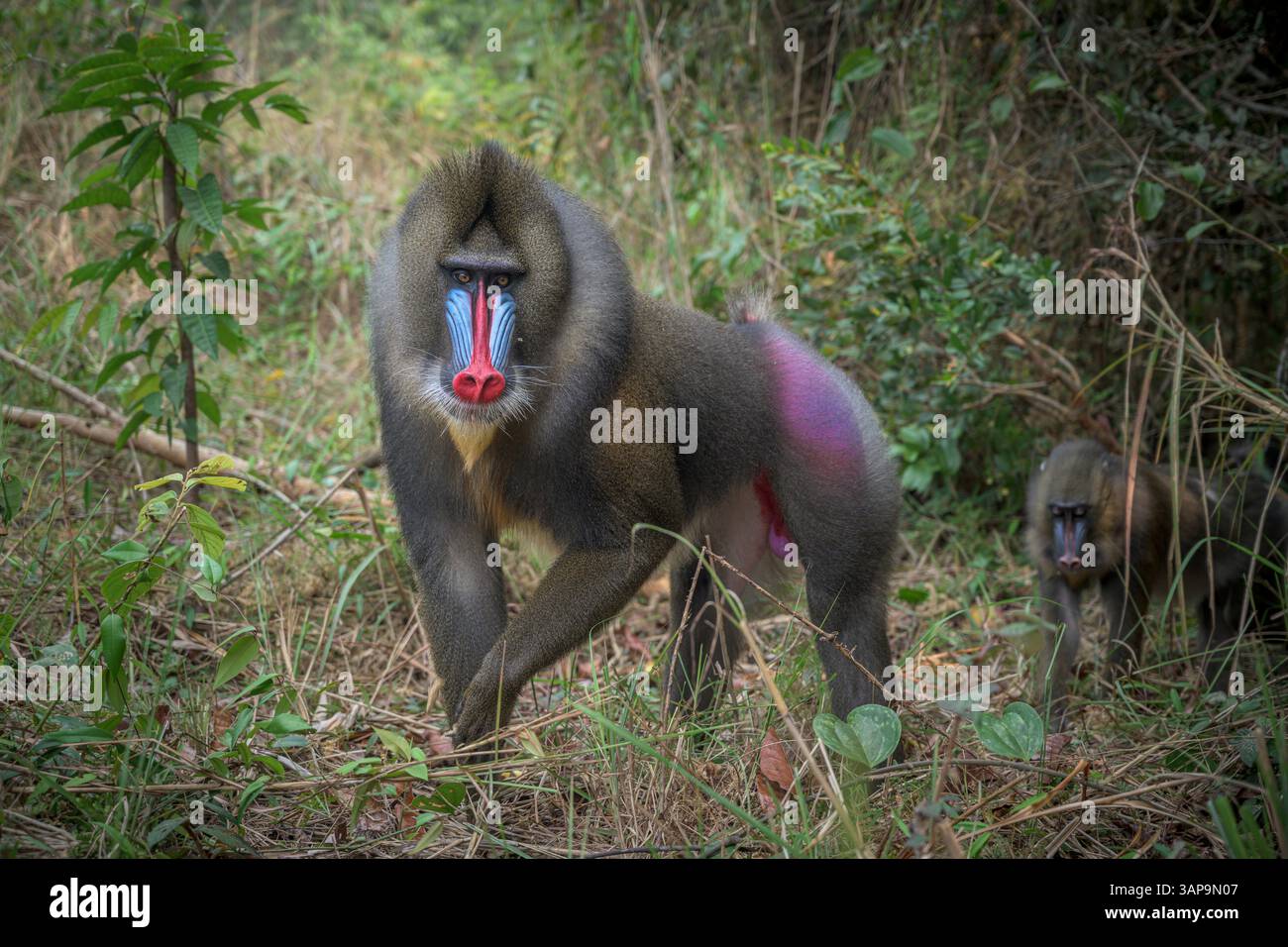 Porträt eines dominanten erwachsenen männlichen Mandrills im Lekedi-Reservat. Stockfoto