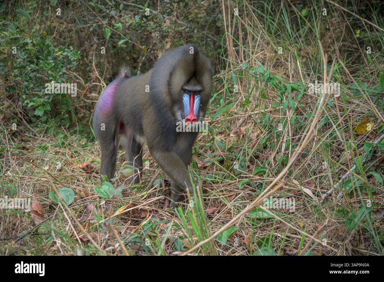 Dominanter männlicher Mandrill, der den Boden für Nahrung im Lekedi-Reservat gräbt. Stockfoto