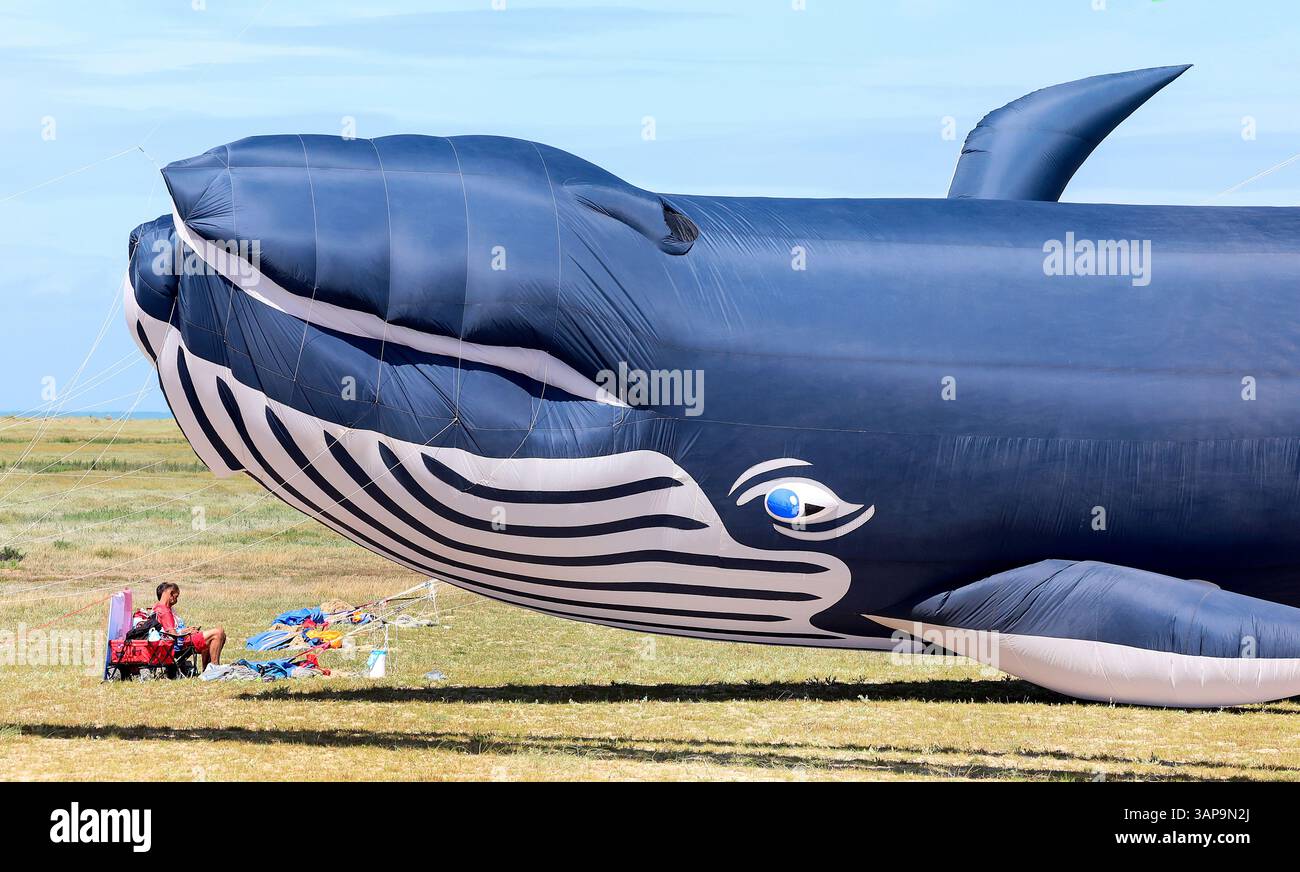 Grand-Fort-Philippe (Nordfrankreich), 10. August 2024: 10. Kite Festival. Aufblasbarer Drachen in Form eines Wals Stockfoto