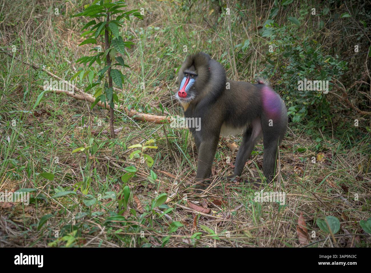 Porträt eines dominanten erwachsenen männlichen Mandrills im Lekedi-Reservat. Stockfoto