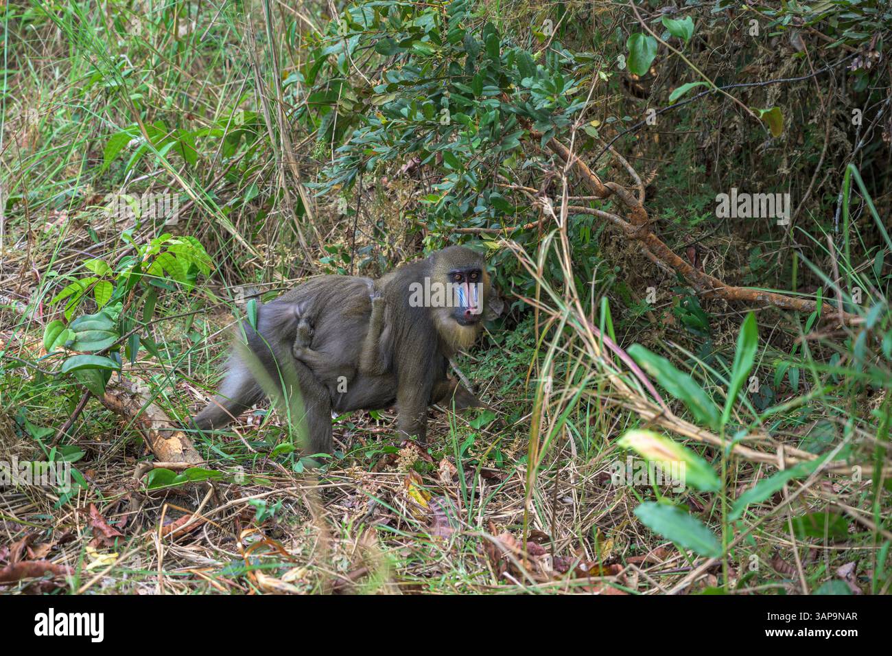 Mandrill mit Baby im Lekedi-Reservat. Stockfoto