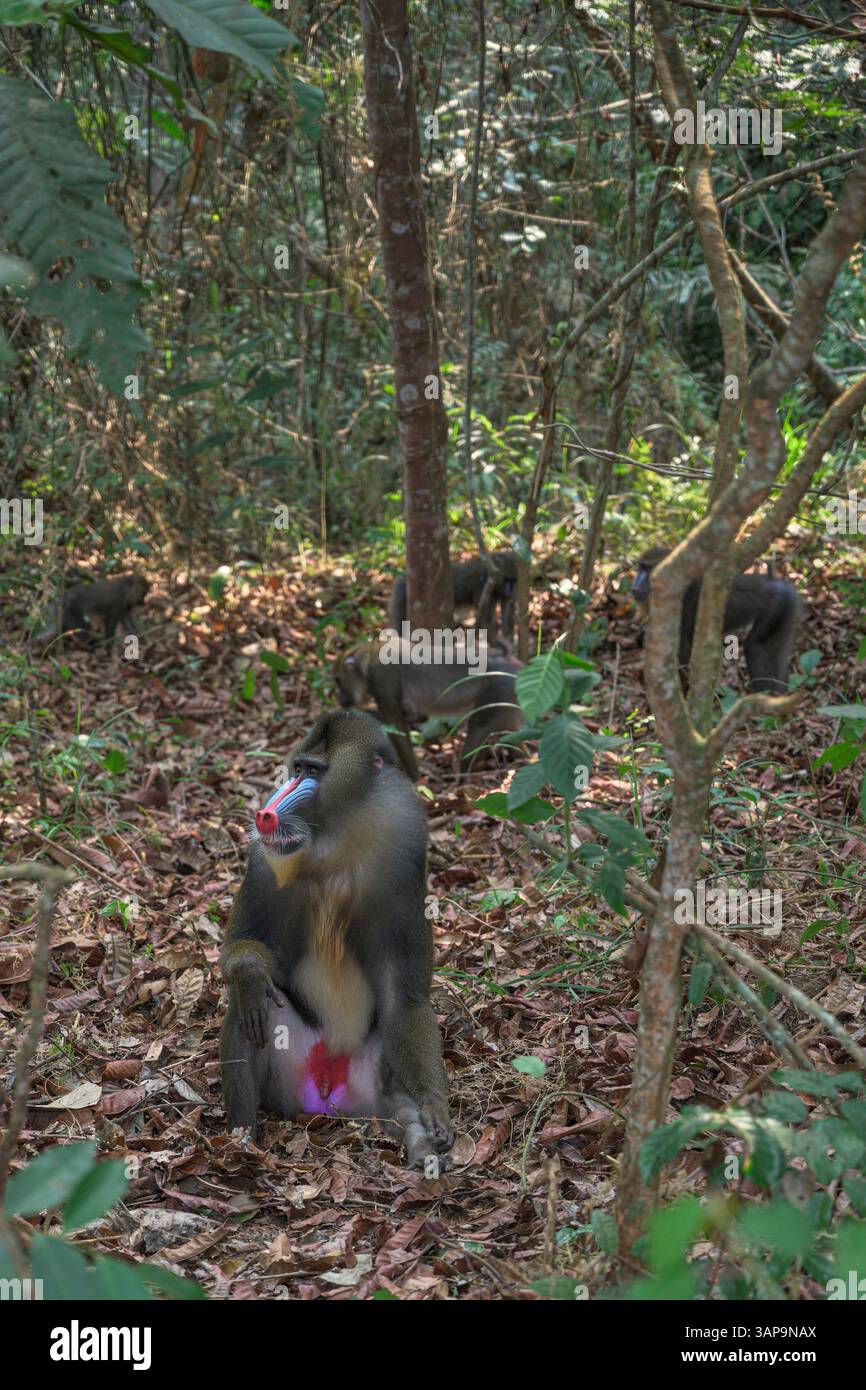 Eine Gruppe von Mandrillen, die im Lekedi-Reservat nach Nahrung graben. Stockfoto