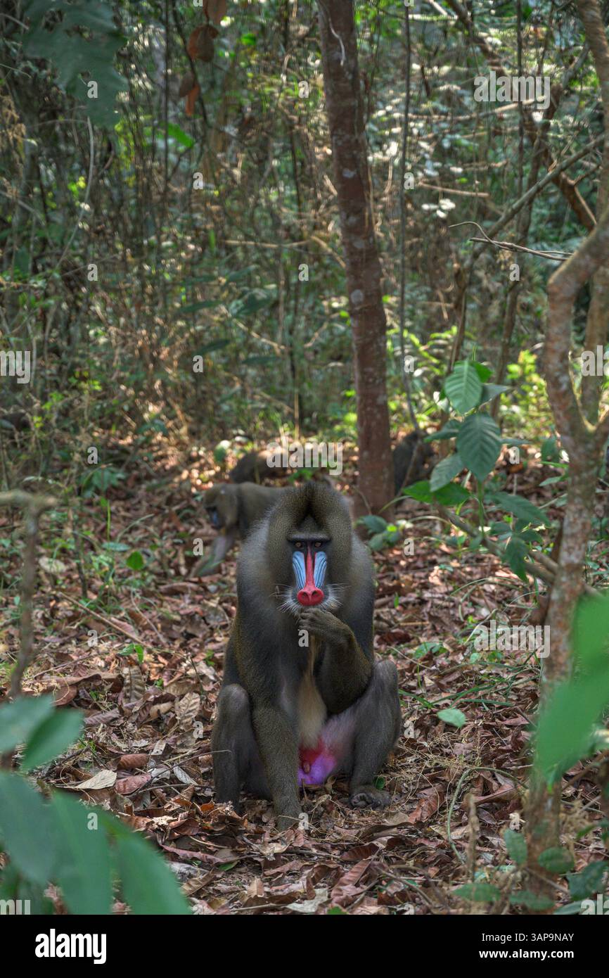 Eine Gruppe von Mandrillen, die im Lekedi-Reservat nach Nahrung graben. Stockfoto