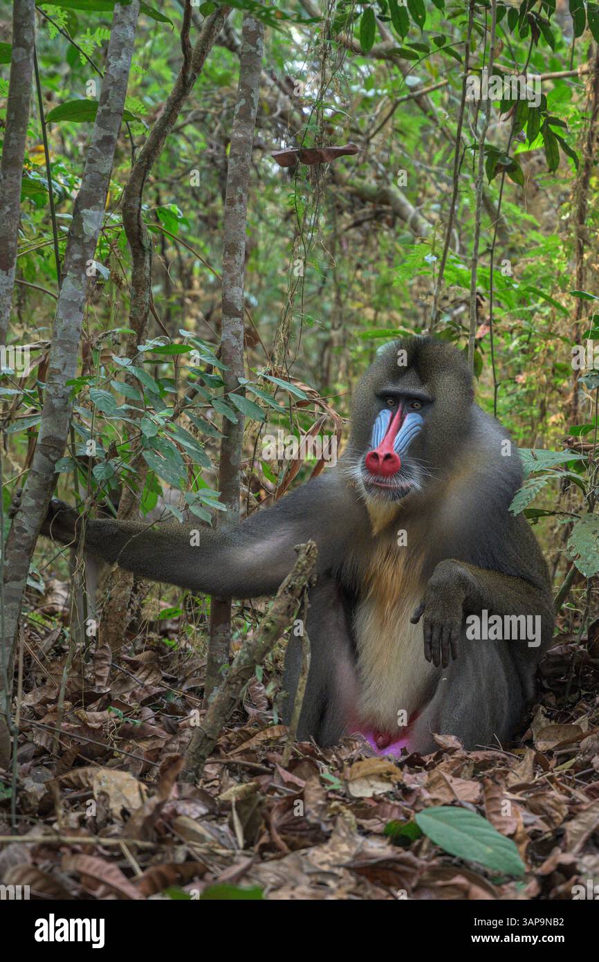 Porträt eines dominanten erwachsenen männlichen Mandrills im Lekedi-Reservat. Stockfoto