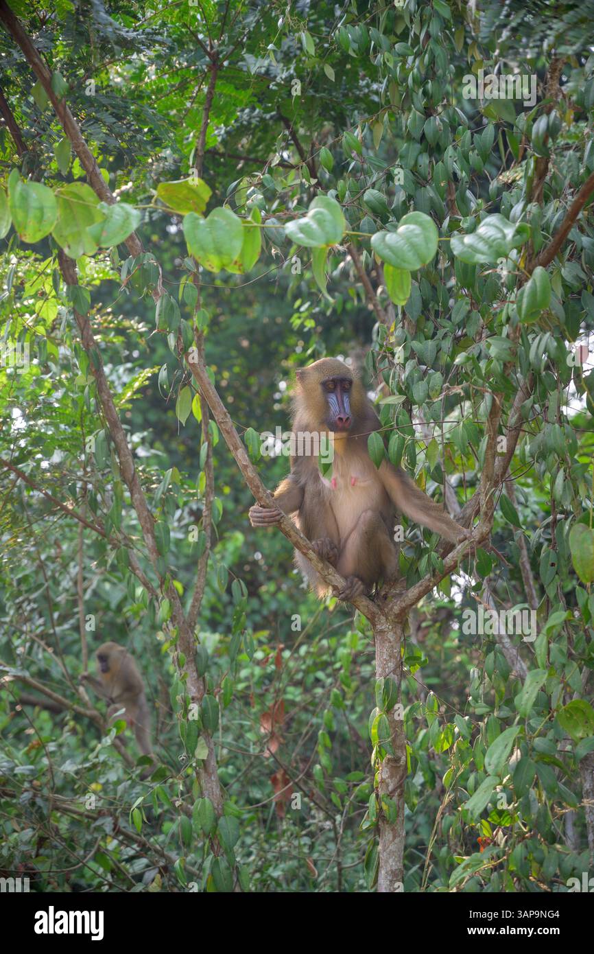Weibliche Mandrille in einem Baum im Lekedi-Reservat. Stockfoto