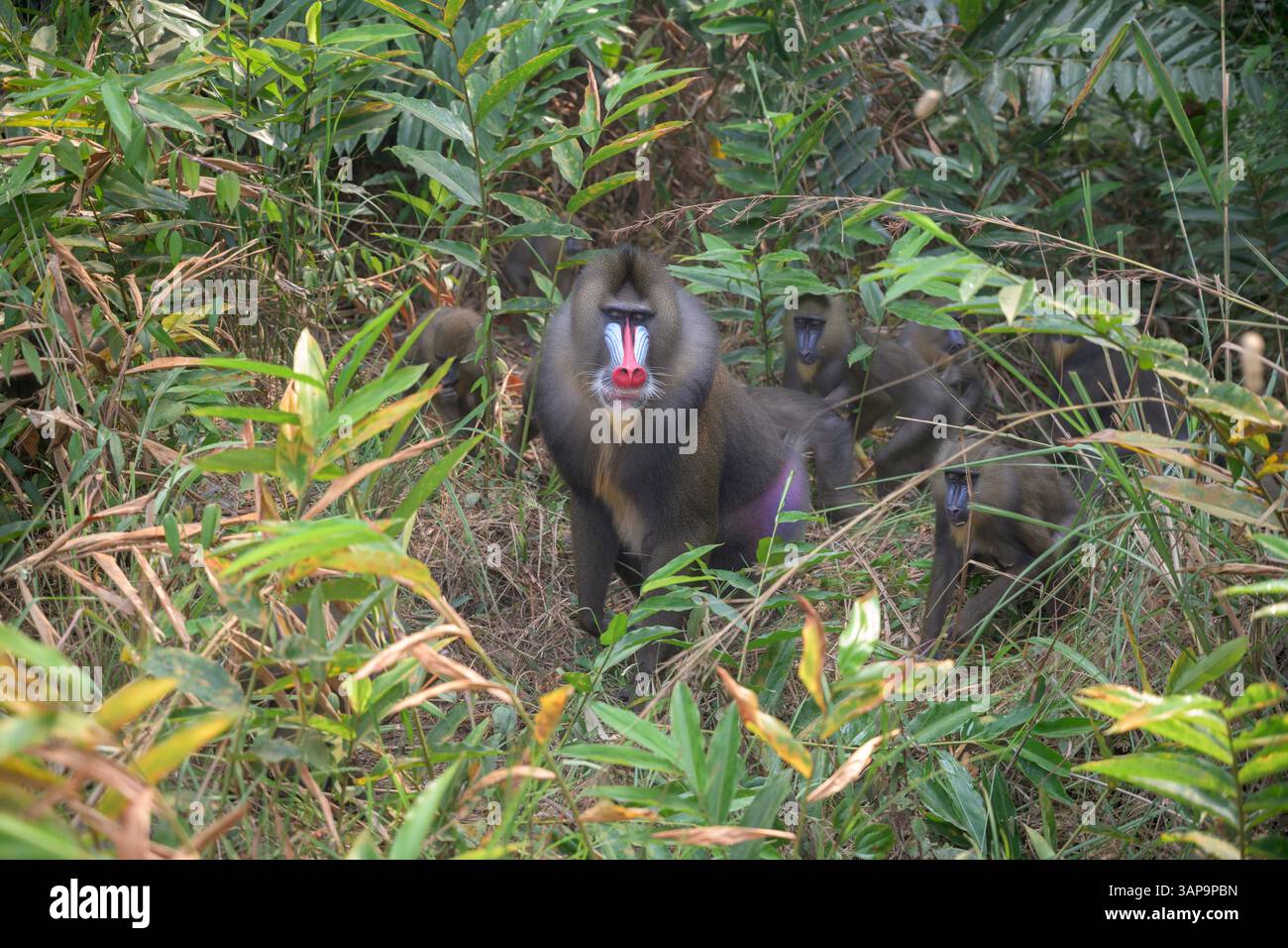 Eine Gruppe von Mandrillen, die im Lekedi-Reservat nach Nahrung graben. Stockfoto