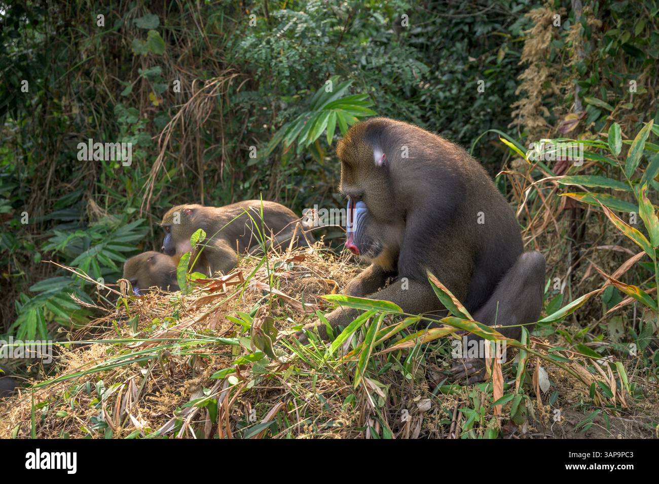 Eine Gruppe von Mandrillen, die im Lekedi-Reservat nach Nahrung graben. Stockfoto