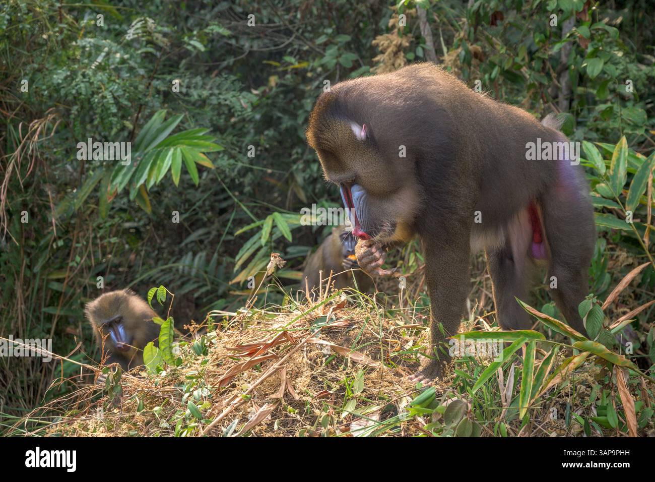 Eine Gruppe von Mandrillen, die im Lekedi-Reservat nach Nahrung graben. Stockfoto